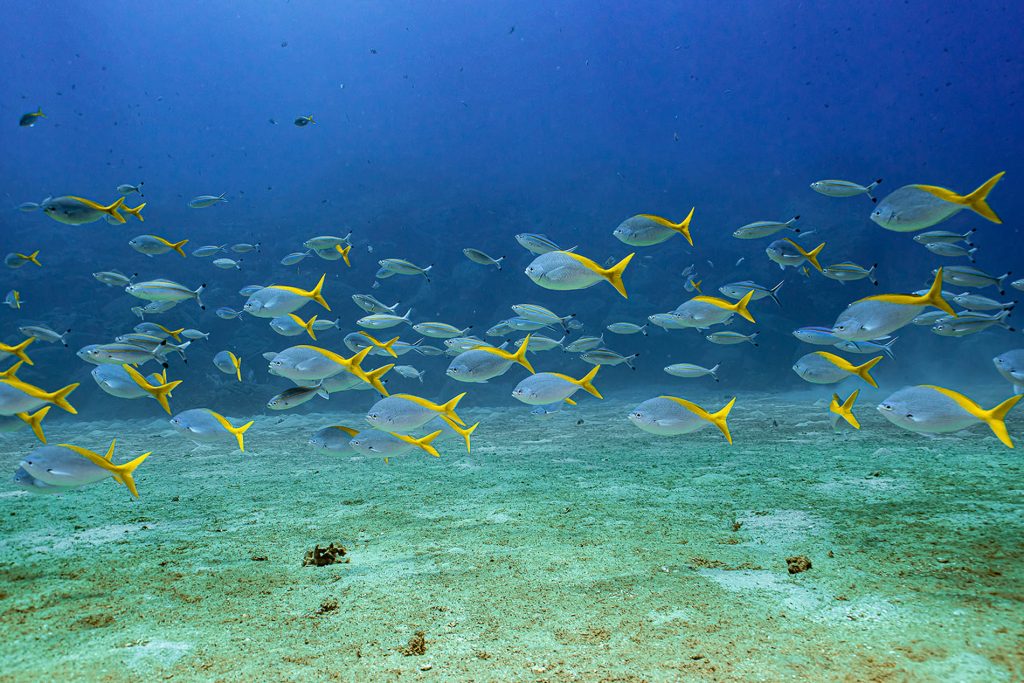 Cham-Island-Snorkeling