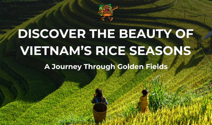 Discover Vietnam’s Rice Seasons: A Journey Through Golden Fields