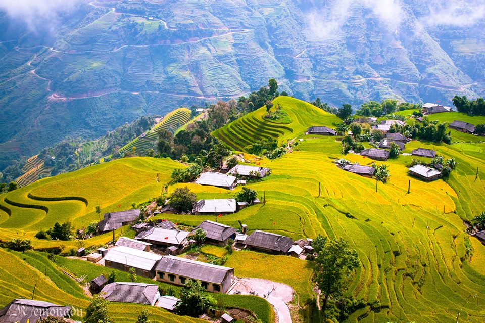 Ha Giang Ripe rice season